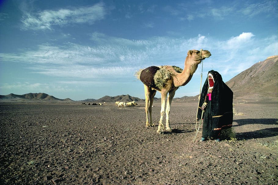 desert, camel, view, animal themes, sky, land, mammal, nature HD wallpaper
