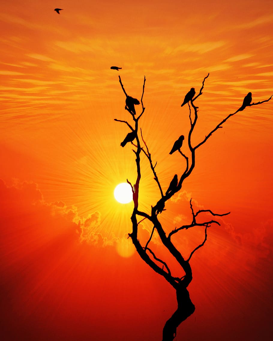 Sunset, Bird, Nature, Sky, ray, landscape, sunrise, summer, HD wallpaper