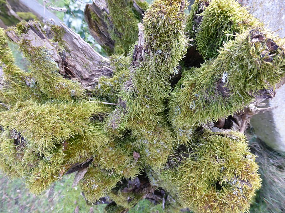 log, bemoost, old, plant, growth, green color, day, no people HD wallpaper