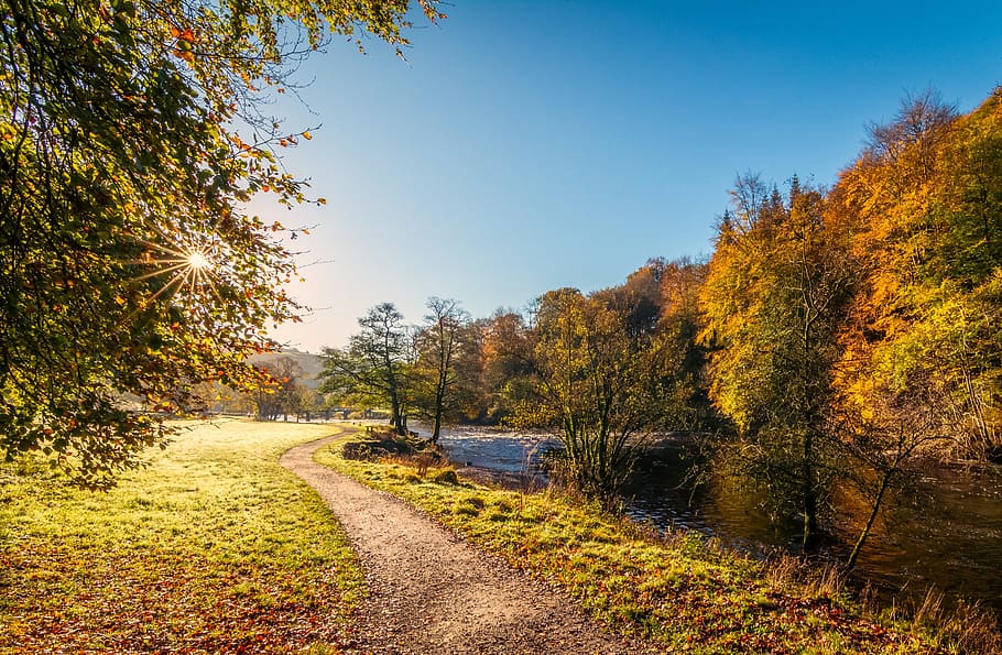 pathway between trees under blue sky, river wharfe, yorkshire, HD wallpaper