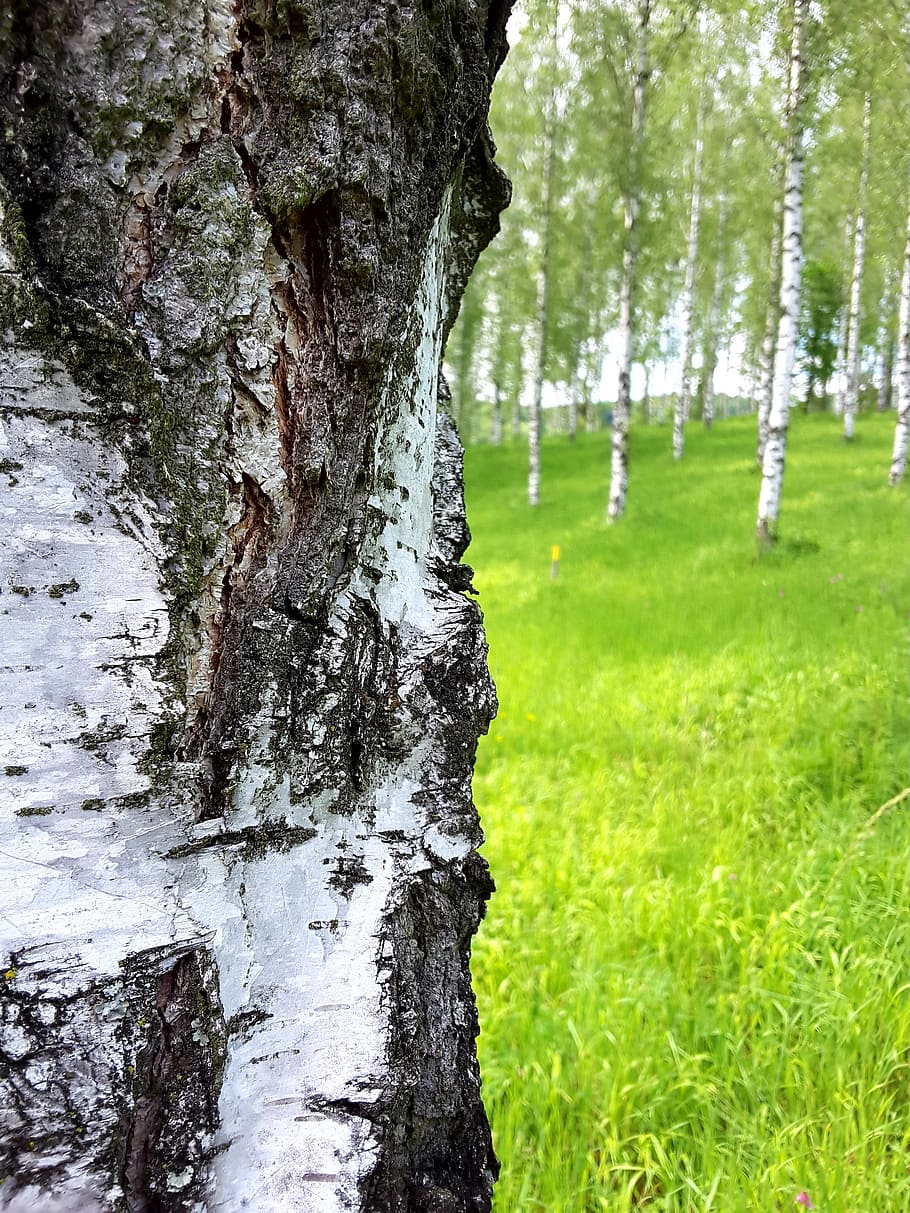 birch, bark, tribe, log, tree bark, birch trunk, nature, forest HD wallpaper