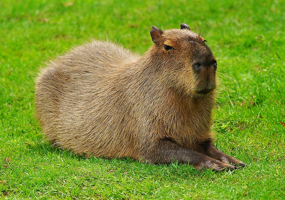 Capybara Chilling 4K Wallpaper iPhone HD Phone 660i