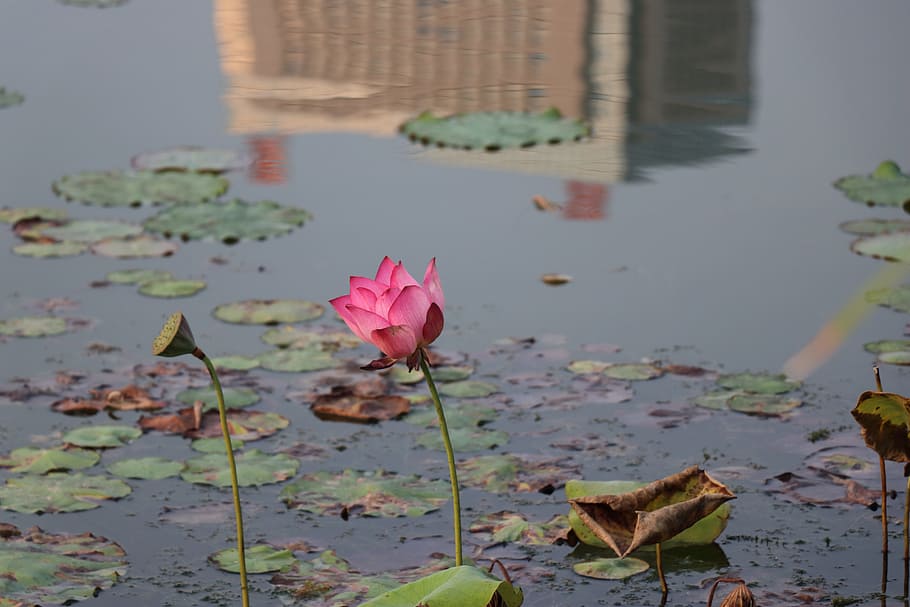 lotus, bloom, water lily, flower, lake, leaf, plant, plant part HD wallpaper