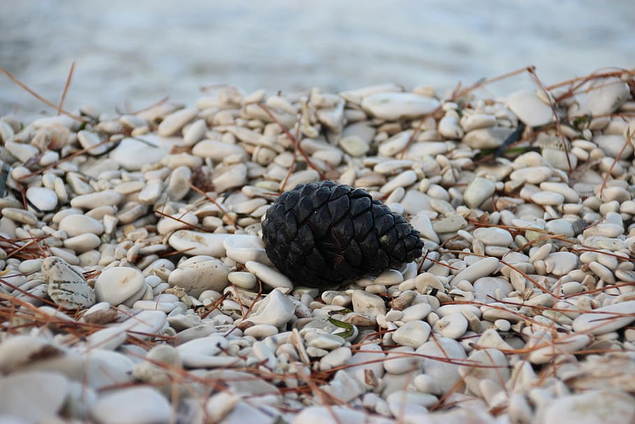 beach, rocks, pebbles, pine cone, water, sea, ocean, nature HD wallpaper