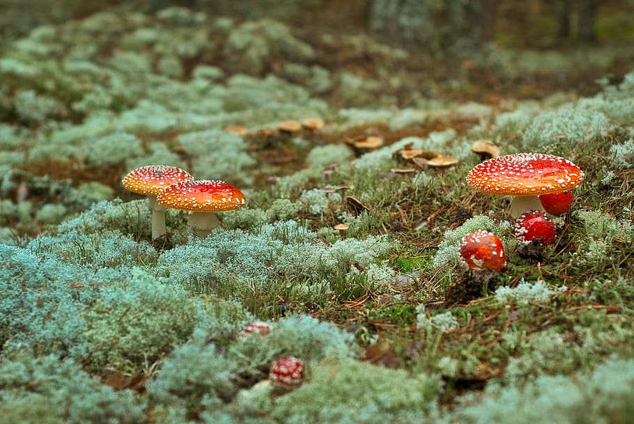 nature, mushroom, fungus, red, fly agaric mushroom, land, food HD wallpaper