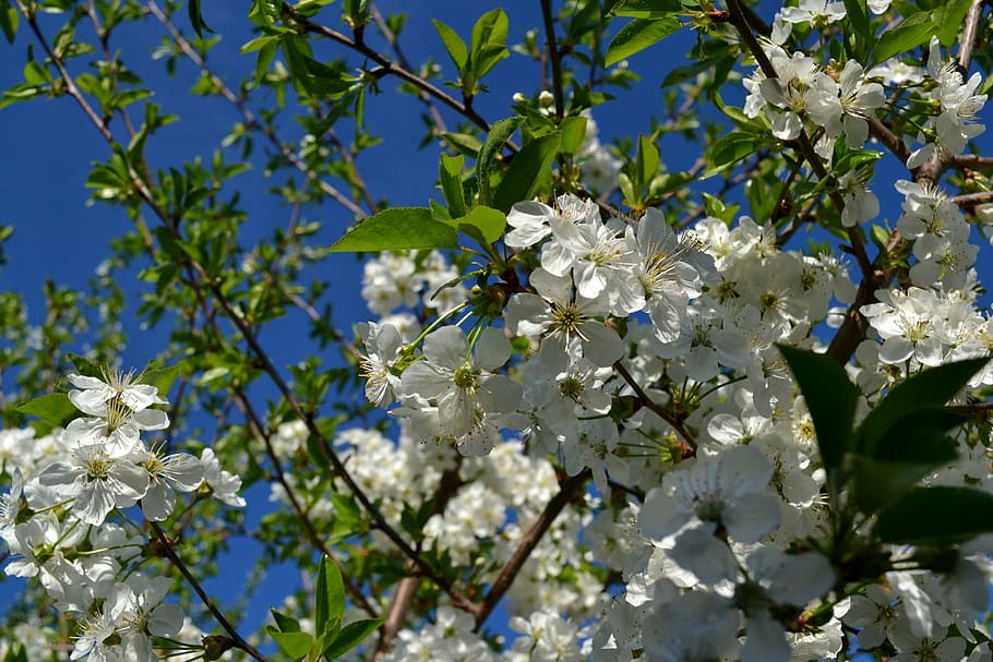 flower, cherry, spring, nature, floral, blossom, white, bloom HD wallpaper