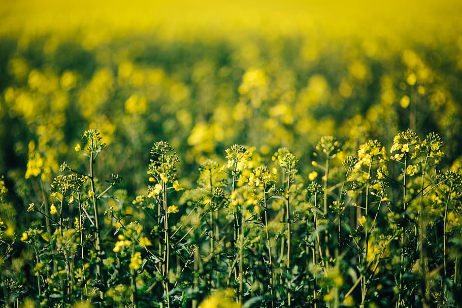 Rape field on a sunny day, summer, flower, yellow, background, HD wallpaper