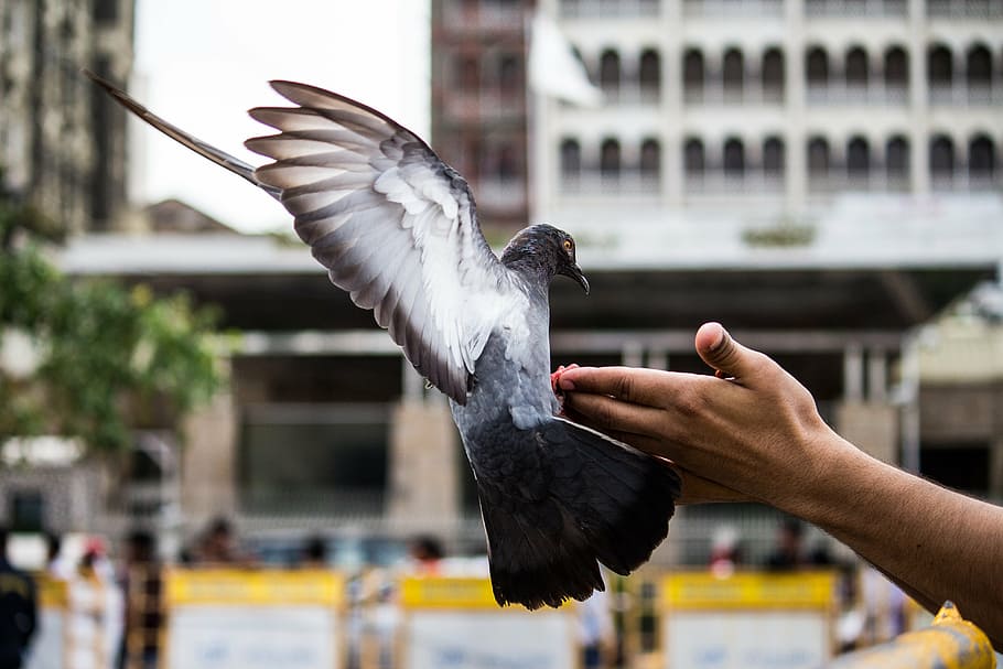 rock dove on person's hand, pigeon, bird, flying, pet, animal