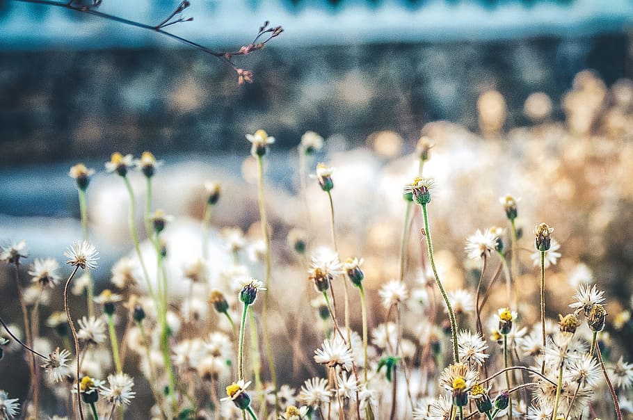 White Flowers, bloom, blossom, delicate, field, flora, garden HD wallpaper