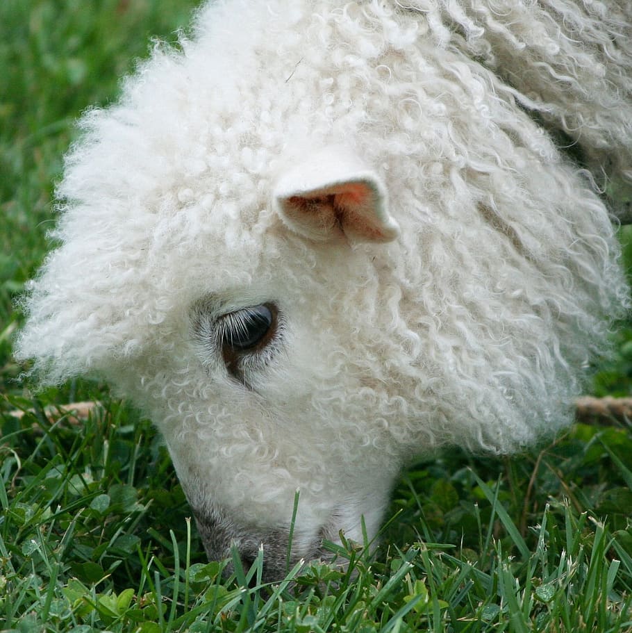 Cotswold Sheep, Lamb, Wool, Farm, Rural, countryside, pasture, HD wallpaper