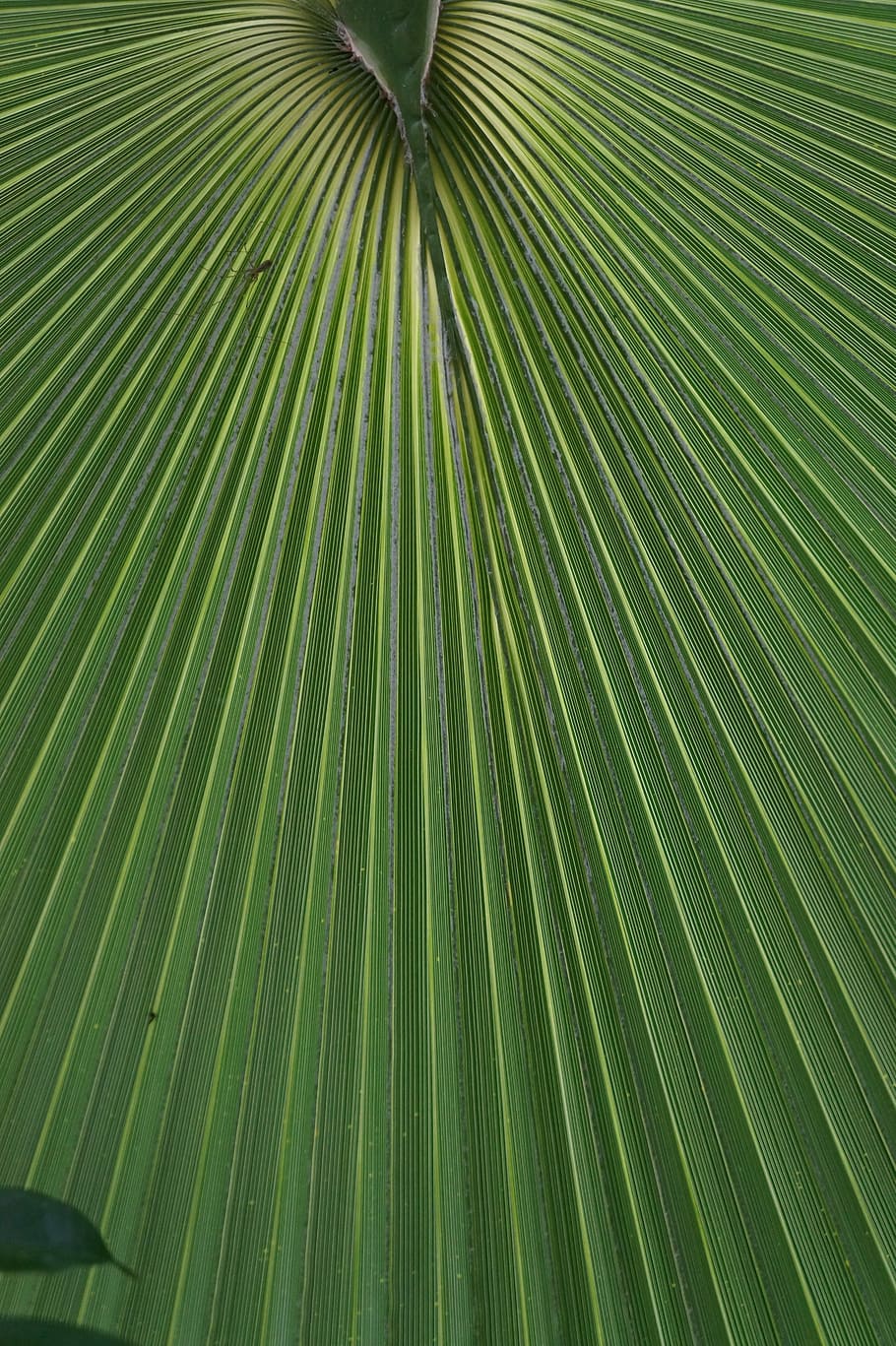 Palm, Exotic, Leaf, Plant, Tropical, mediterranean, palm tree HD wallpaper