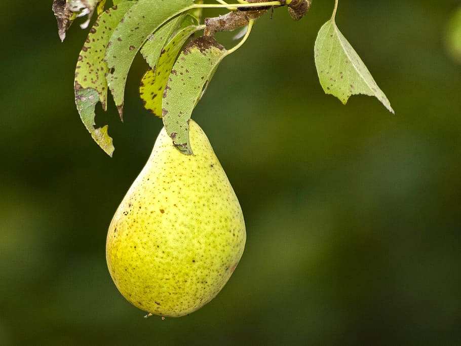 pear, fruit, tree, garden, nature, citrus Fruit, leaf, food HD wallpaper