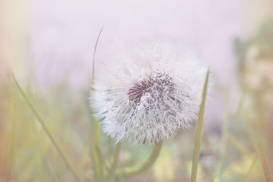 nature, flowers, grass, plant, bloom, blooming, blossom, blur HD wallpaper