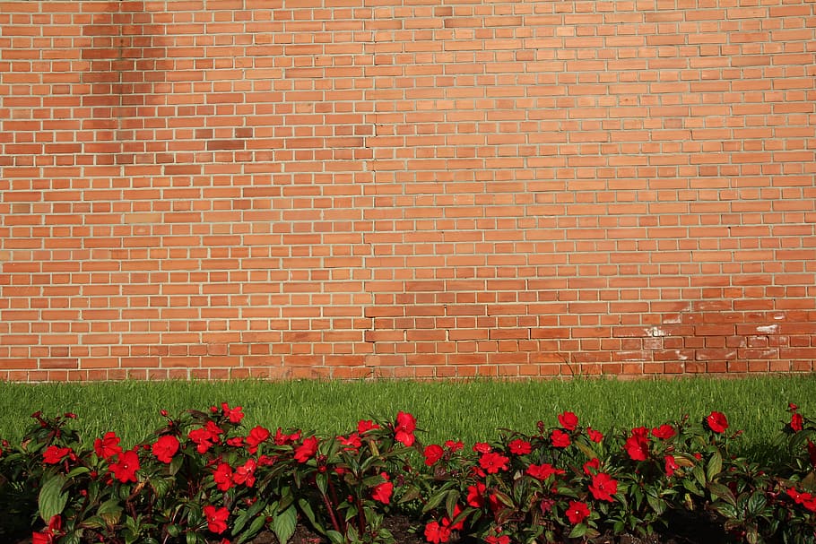 Background, Wall, Meadow, Wallpaper, flower, growth, nature HD wallpaper
