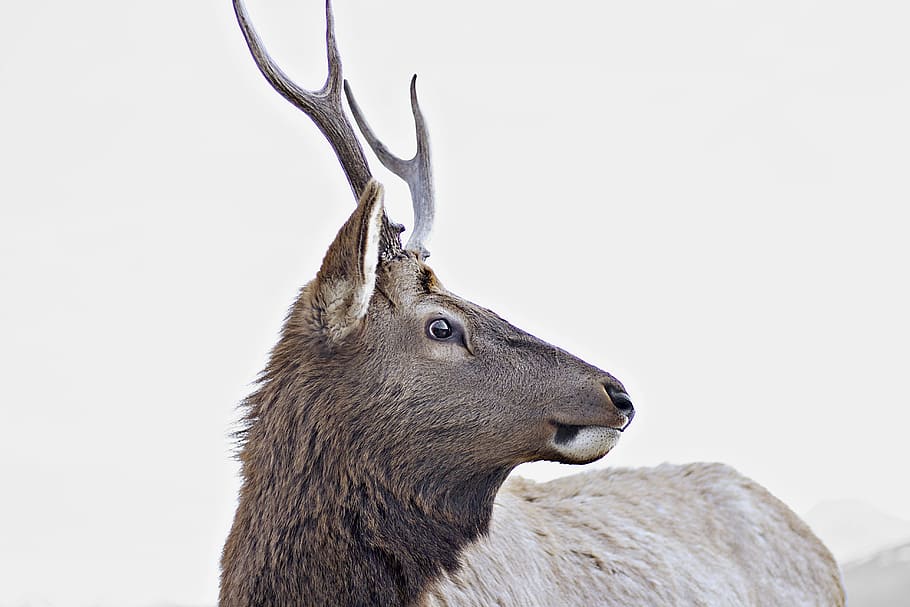 gray horned animal, brown deer, Young Elk, mammal, nature, wildlife HD wallpaper