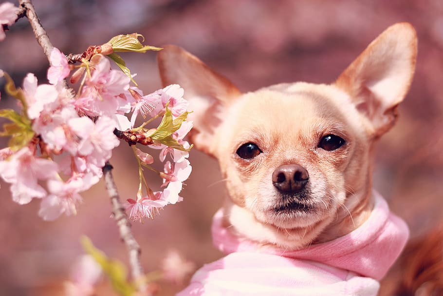 fawn smooth Chihuahua and pink flower, dog, animal, chihuahua - Dog HD wallpaper