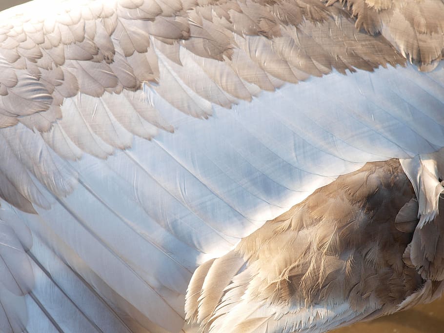 swan, wing, feather, plumage, water bird, animal, animal themes HD wallpaper