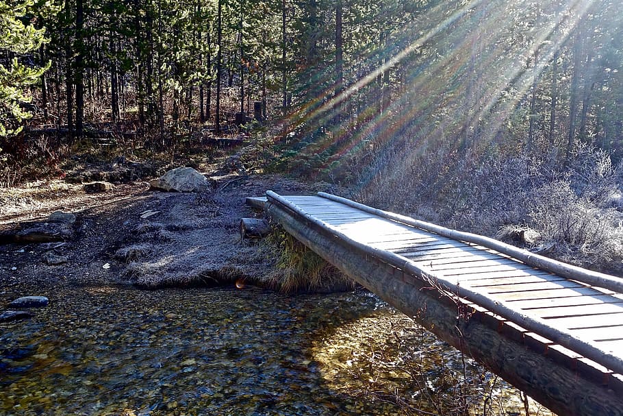 sun rays, light, bridge, focus, day, no people, outdoors, forest HD wallpaper
