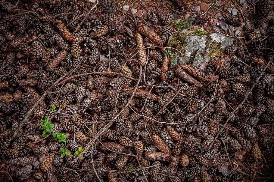 conifer cone, pine, plant, nature, plant part, growth, no people HD wallpaper