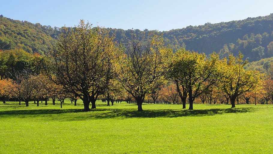 green leafed trees during daytime, orchard, fruit tree, summer HD wallpaper