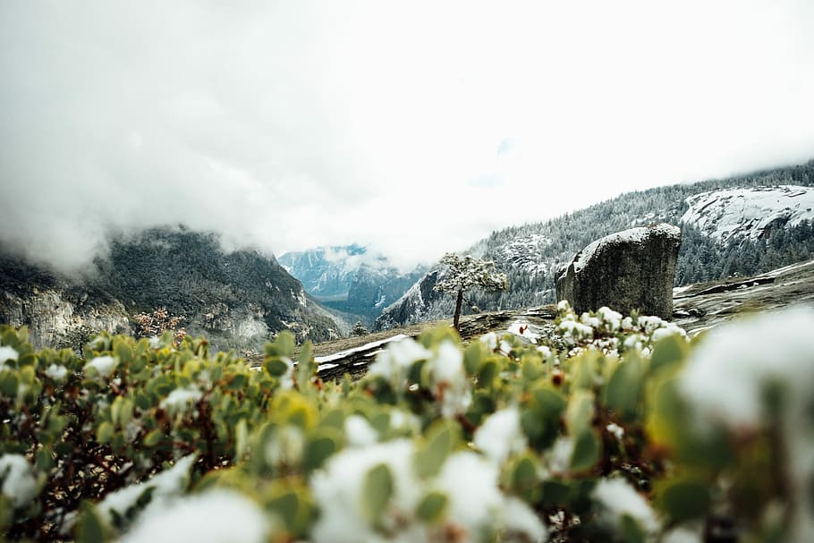 flower field at daytime, green leaf plants during winter, mountain HD wallpaper