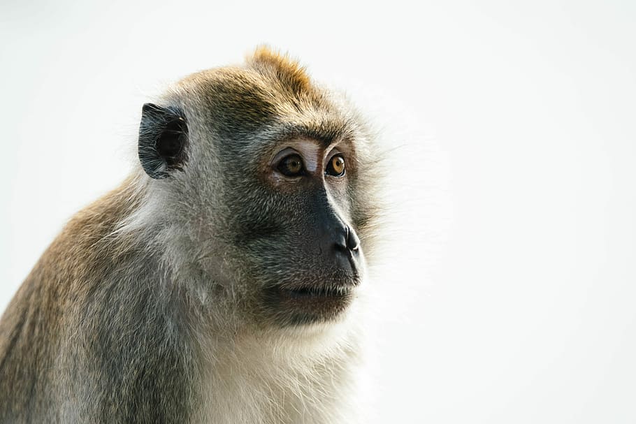close-up photo of brown monkey, brown and white monkey, primate HD wallpaper