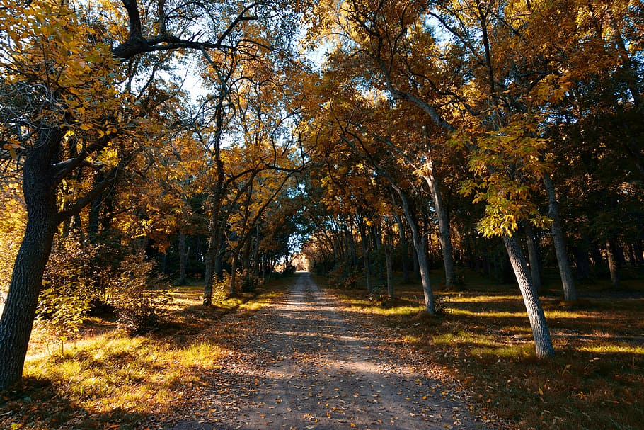 autumn, tree, leaf, nature, wood, trail, landscape, tree trunk HD wallpaper