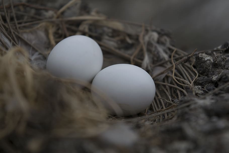 nest, food, nature, easter, egg, vulnerability, animal nest HD wallpaper