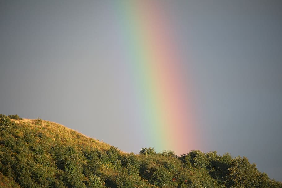 rainbow, mountain, tree, beauty in nature, multi colored, plant HD wallpaper