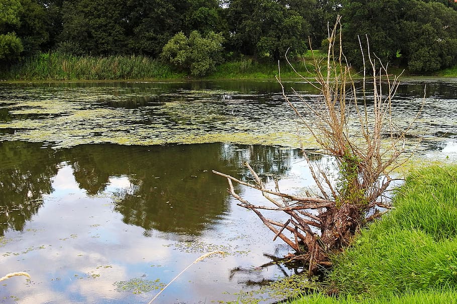 Landscape, Tree Root, Pond, Water, nature, reflection, swamp HD wallpaper