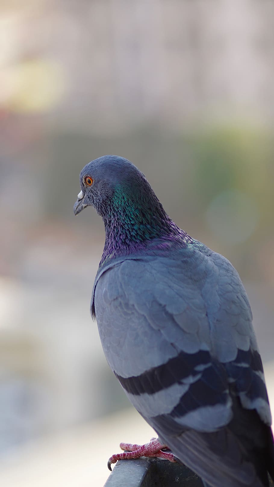 bird, bird looking, blur, blurred, blurred background, blurry HD wallpaper