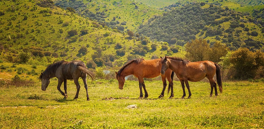 Horses, Animals, Nature, Mammal, stallion, brown, outdoors, HD wallpaper