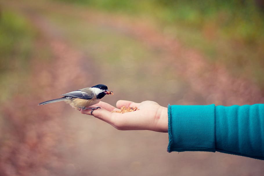 bird, fly, hand, animals in the wild, vertebrate, animal wildlife HD wallpaper