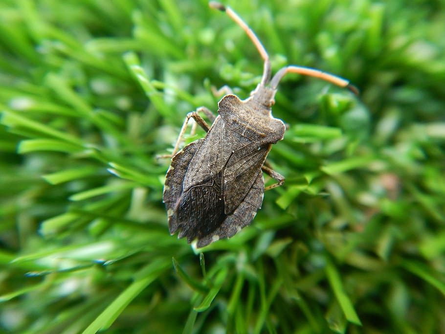 bug, rush, green, macro, grass, nature, blades of grass, in the green HD wallpaper