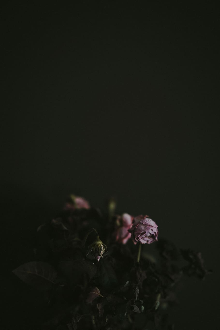 dried rose flowers, withered pink rose flowers, dark background