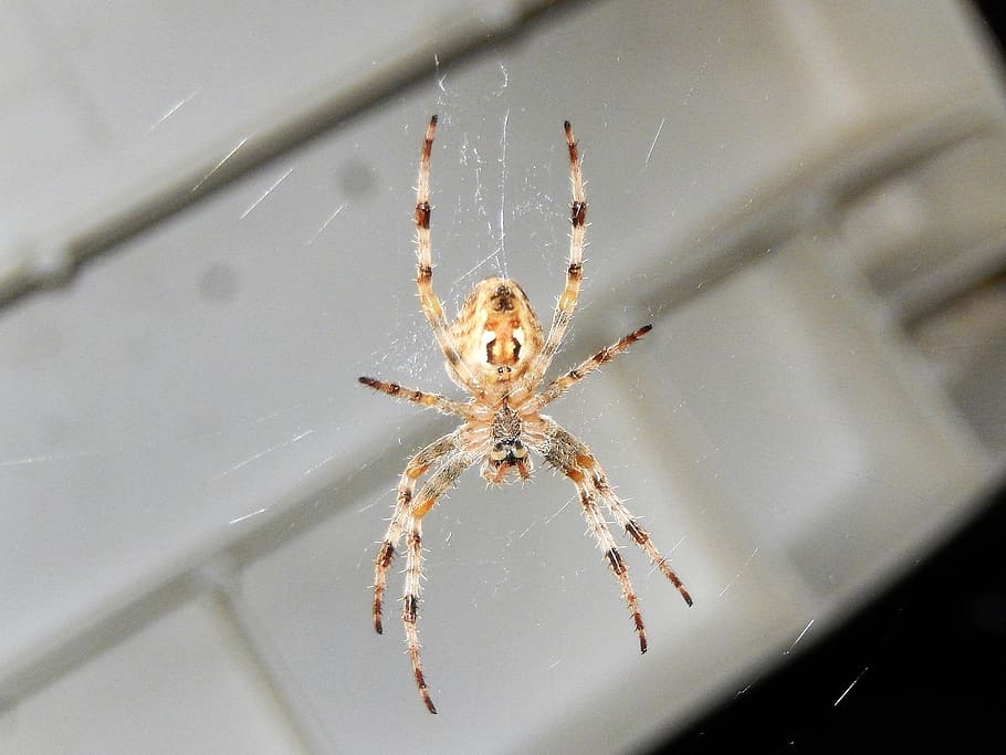 spider, macro, insect, nature, arachnid, spider Web, animal HD wallpaper