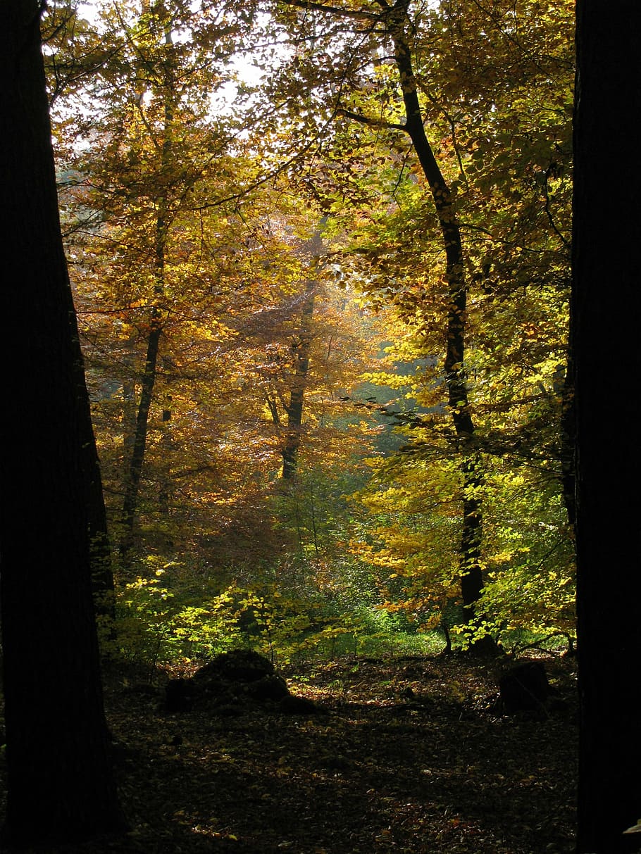 forest, trees, nature, back light, autumn, fall foliage, leaf HD wallpaper