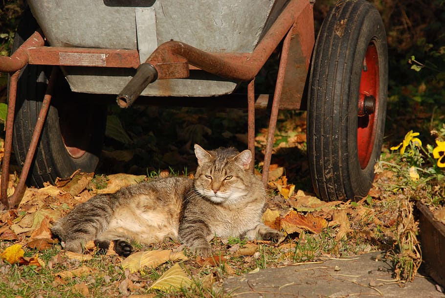 cat, sun, lazy, pet, wheelbarrow, garden, feline, mammal, animal themes HD wallpaper