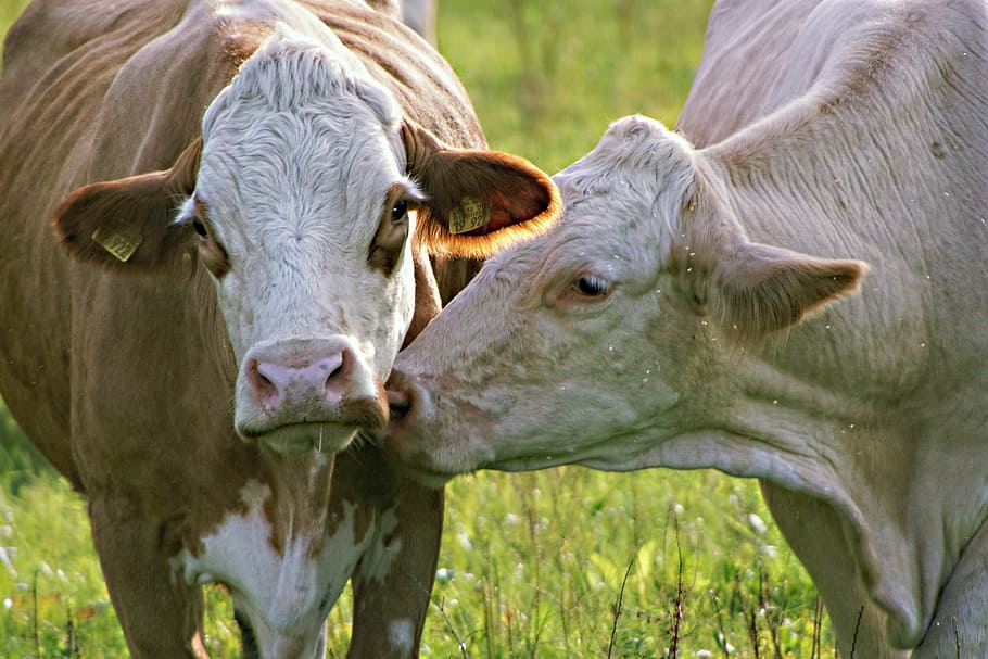 cows, portrait, animals, pasture, animal themes, mammal, domestic animals HD wallpaper