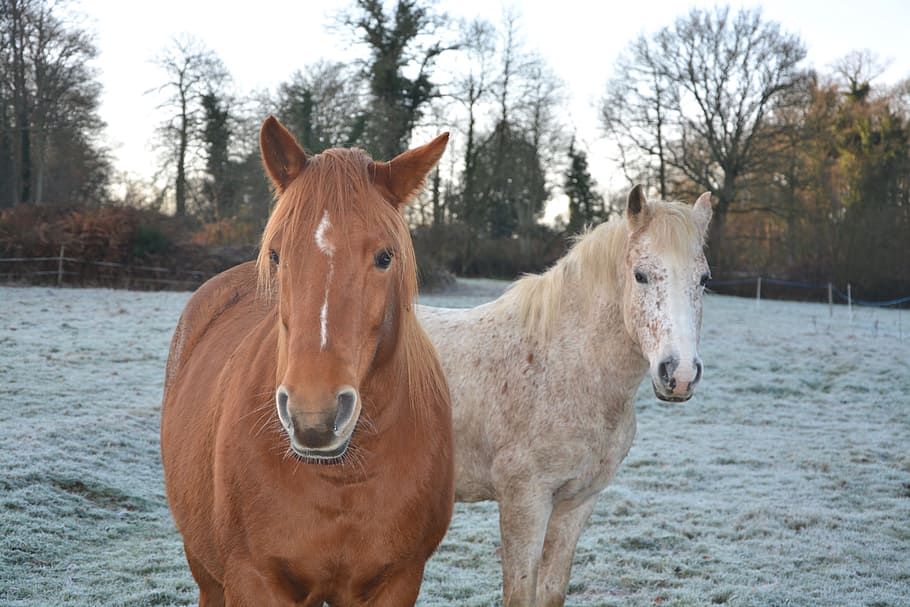 horses, mares, portrait, head, horseback riding, broodmare HD wallpaper