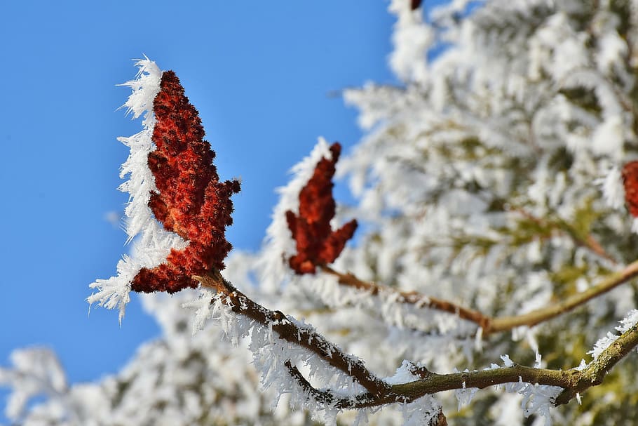 red flower with white snow, tree, blossom, bloom, winter, sky