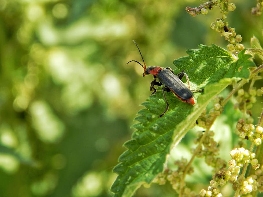 insect, sheet, green, invertebrate, animal wildlife, animal themes HD wallpaper