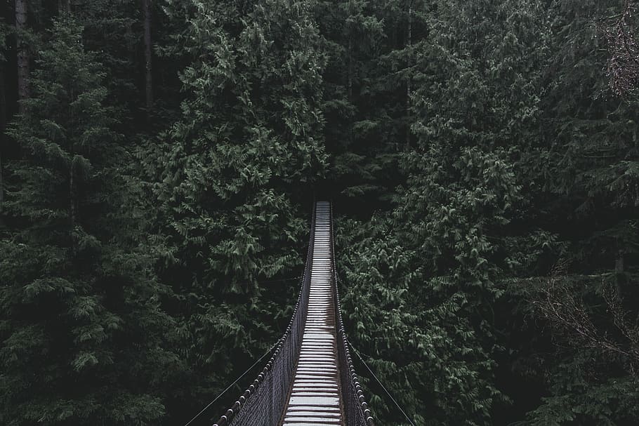 hanging bridge on forest, hanging footbridge between trees, woodland HD wallpaper