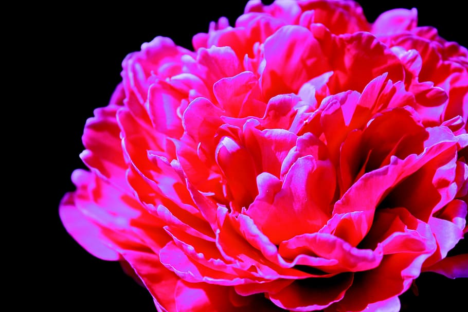 flower, buds, nature, plant, floral, blossom, spring, bloom HD wallpaper