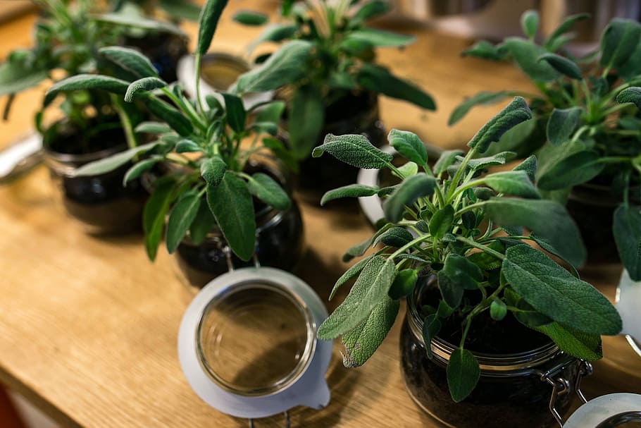 Green plants in glass jars on a table, pot, food, leaf, freshness HD wallpaper