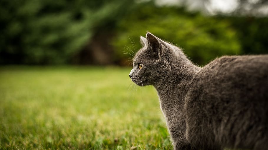 animal, pet, cat, animal themes, one animal, mammal, animal wildlife HD wallpaper