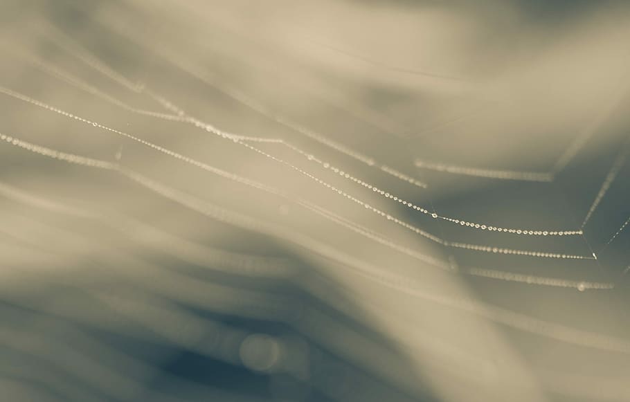 Dew, Web, Background, Summer, green, nature, detail, drops HD wallpaper
