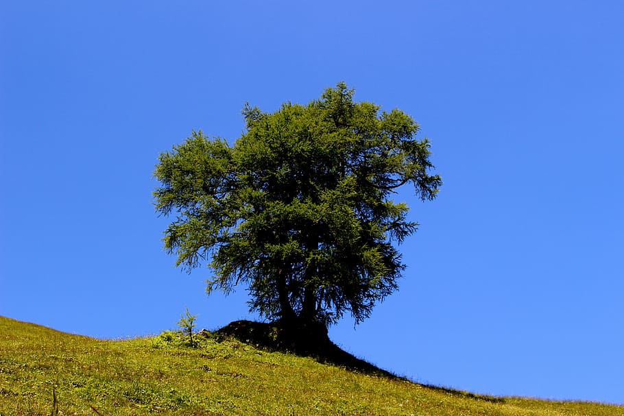 tree, conifer, meadow, sky, alpe, nature, landscape, log, larch HD wallpaper