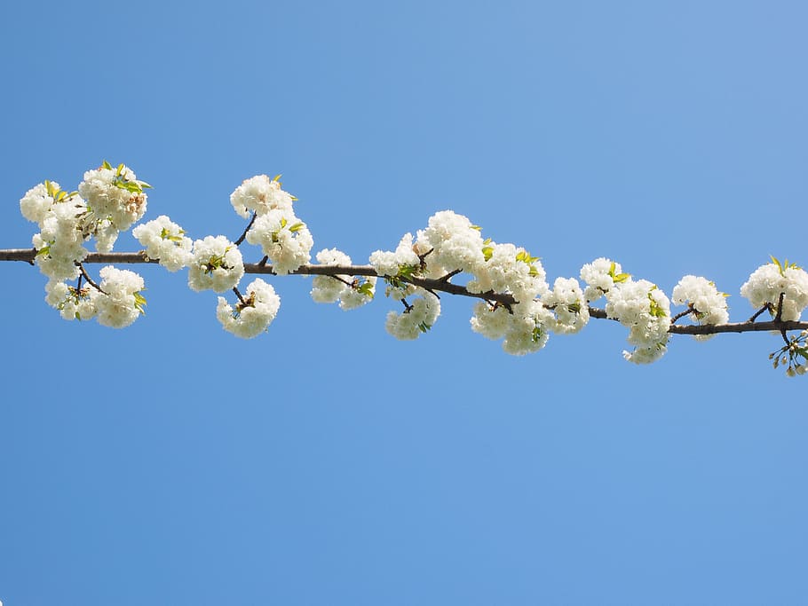 cherry blossom, white, spring, bloom, white blossom, tree, blossom branches HD wallpaper