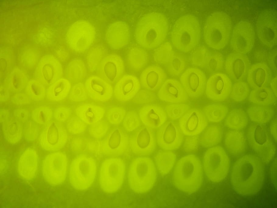 texture, green, macro, rust, green color, backgrounds, close-up HD wallpaper